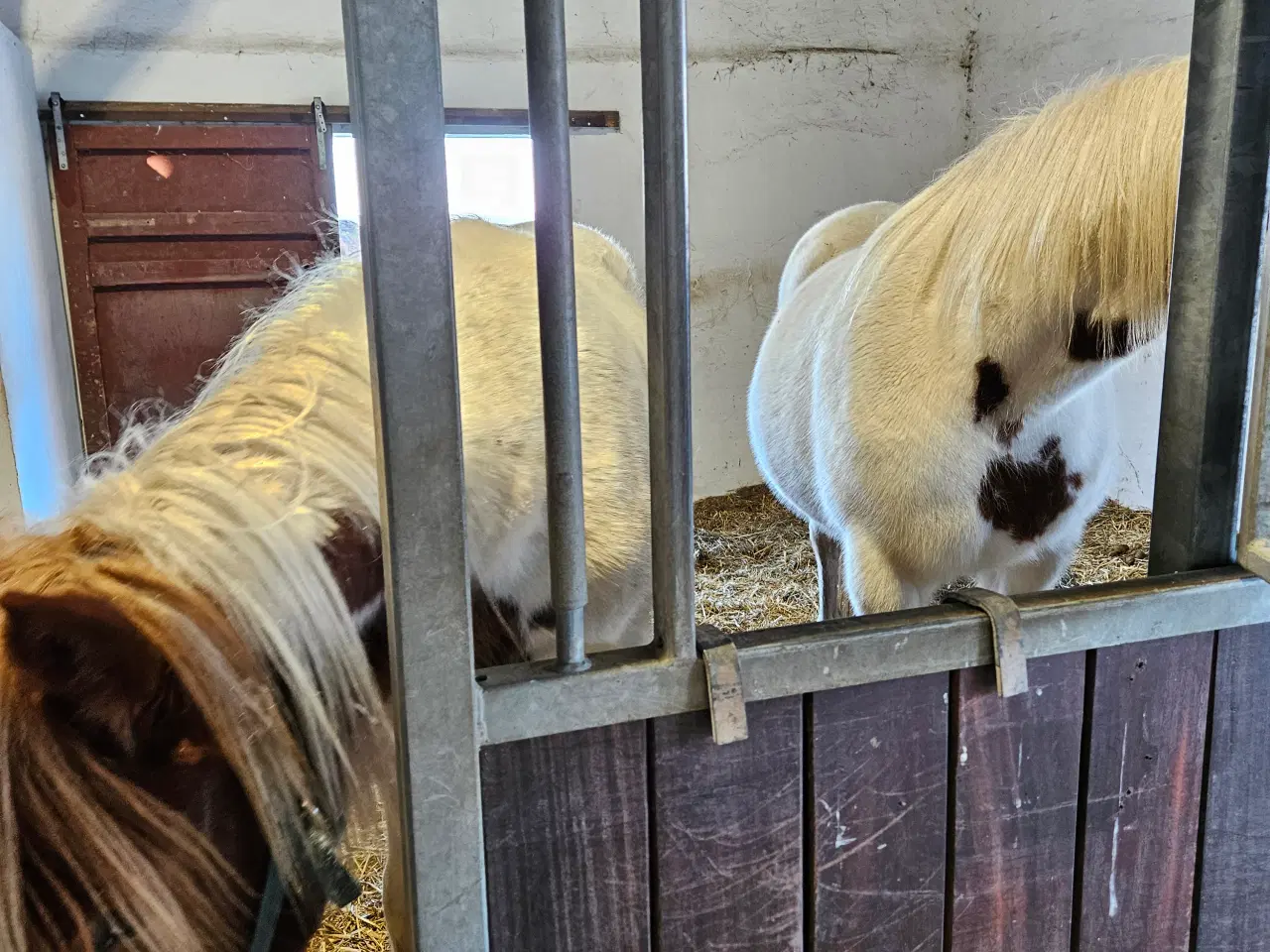 Billede 3 - Flot blanding på god størrelse