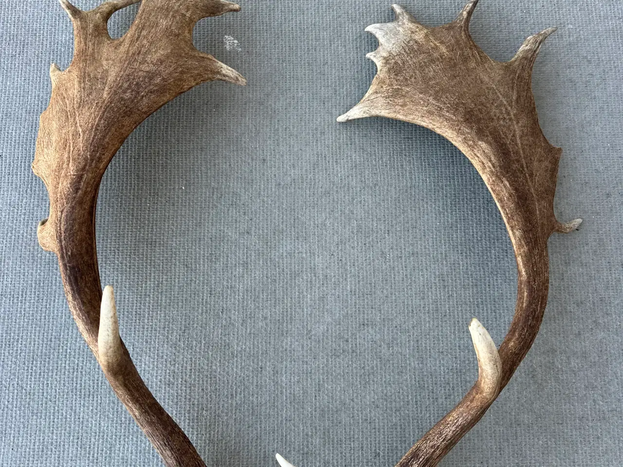 Billede 3 - Store flotte kastestænger fra dåhjort sælges