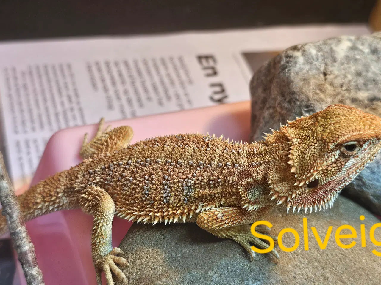 Billede 5 - Skægagame unger med rabat ( : Bud modtages 😊