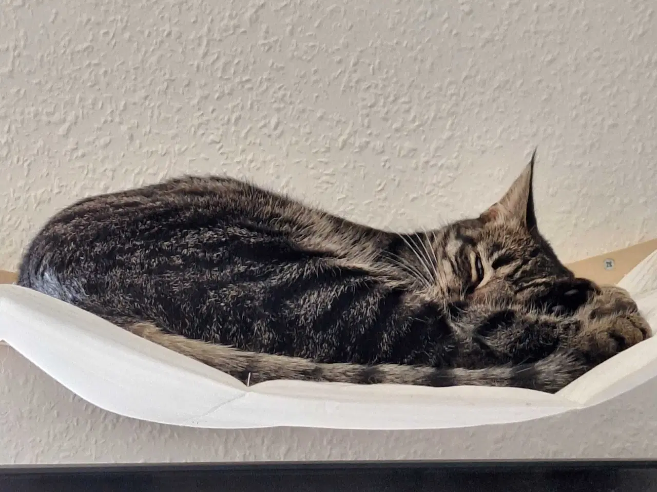 Billede 3 - Sød og kælen hunkat