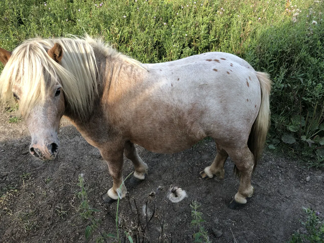 Billede 16 - Hingste