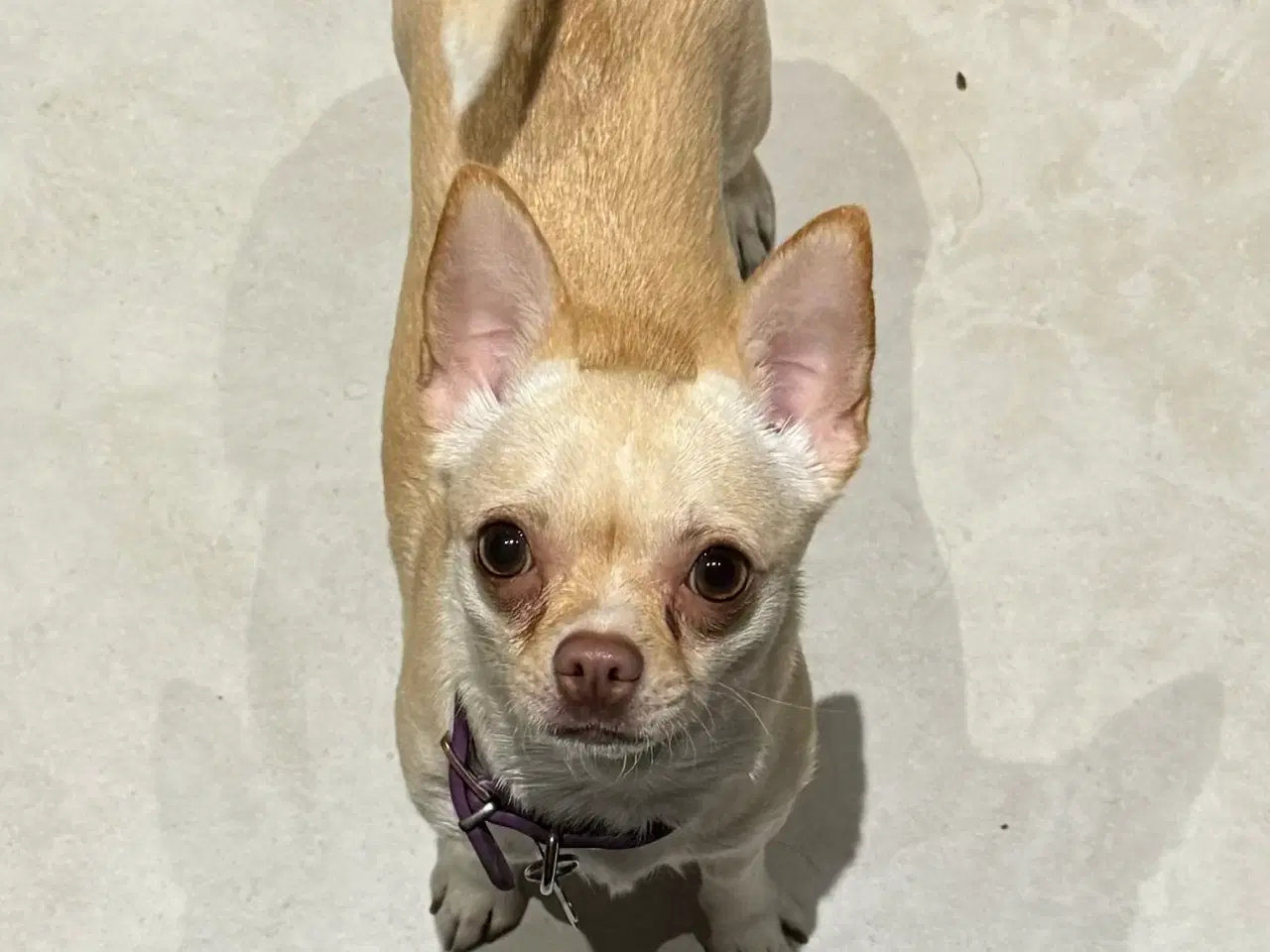 Billede 1 - Korthåret 3års DKK tæve