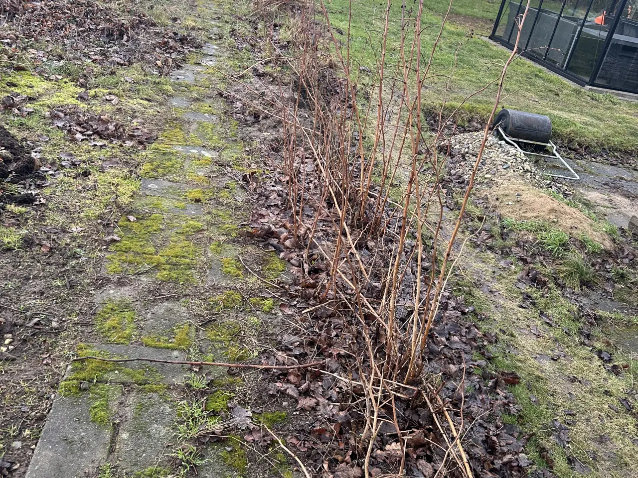 Billede 1 - Hindbær planter 