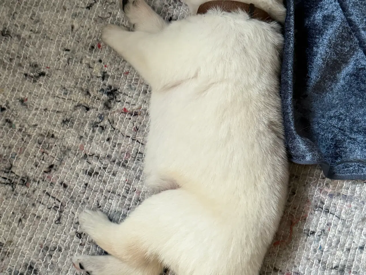 Billede 1 - En blød julegave til familien 