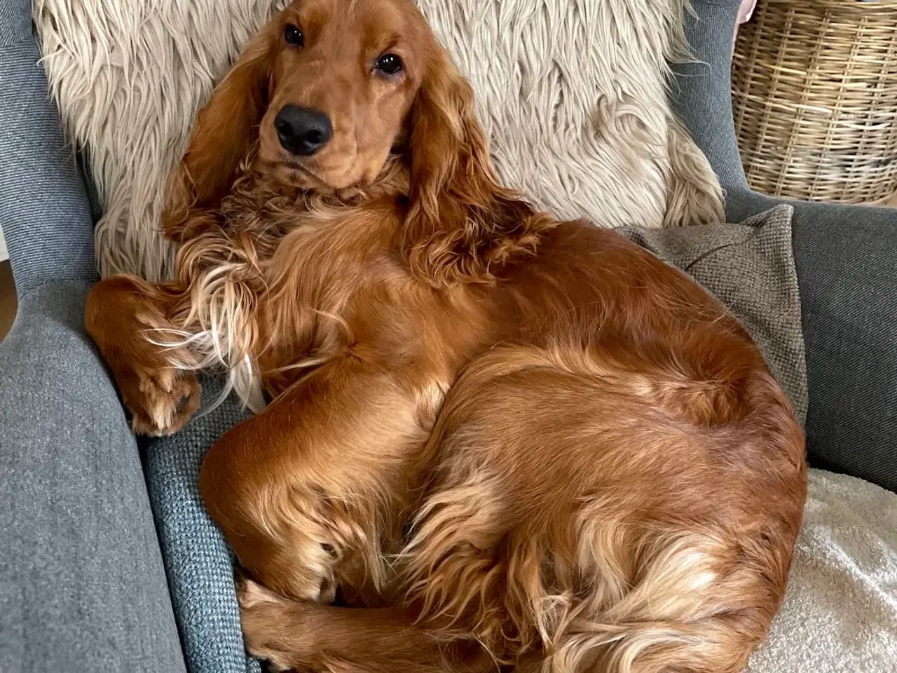 Billede 14 - Til parring - IKKE salg 