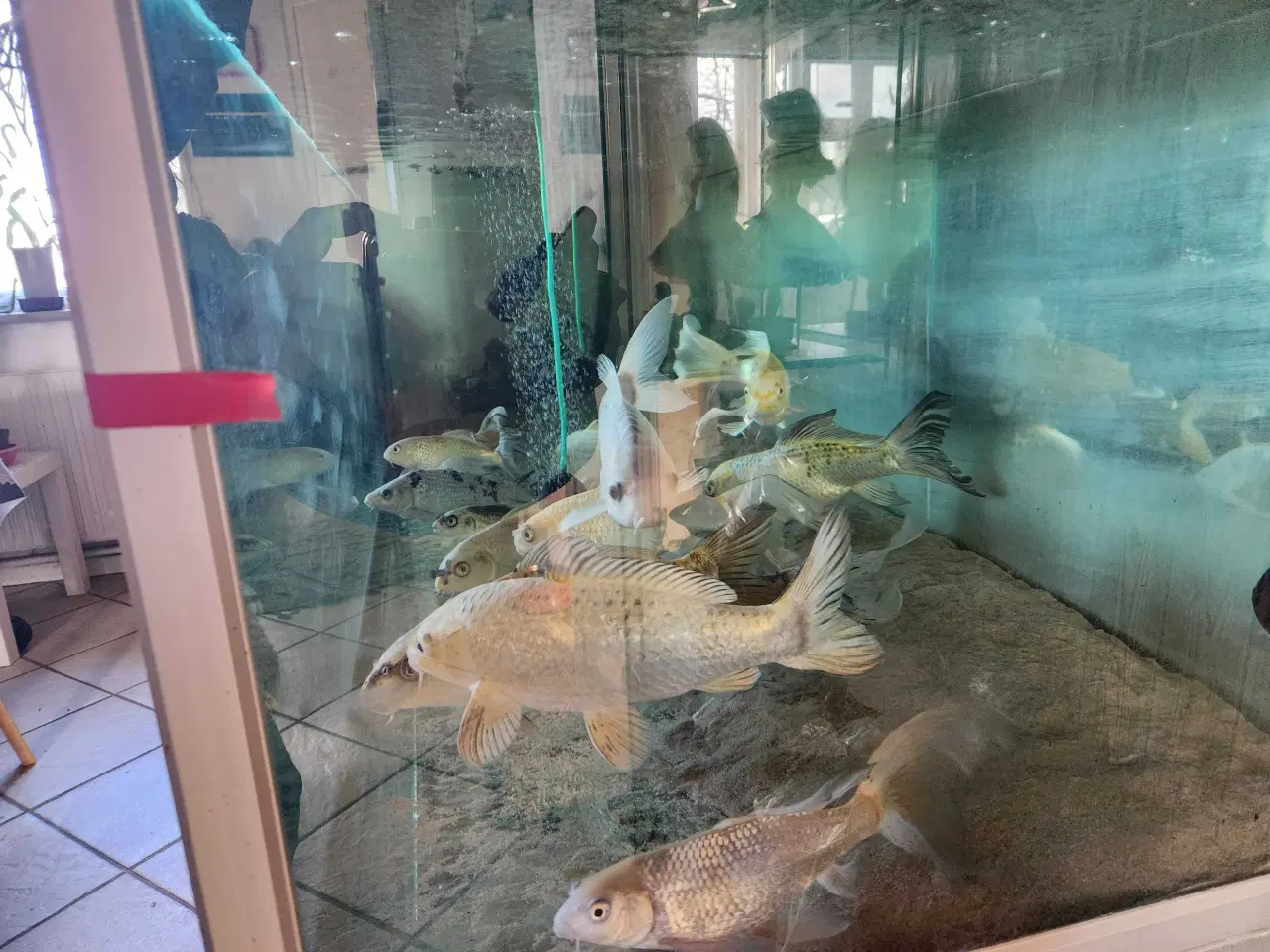 Billede 2 - Koi Koier  Karper  Boddy  Flies  Slør Haler.  M.m 