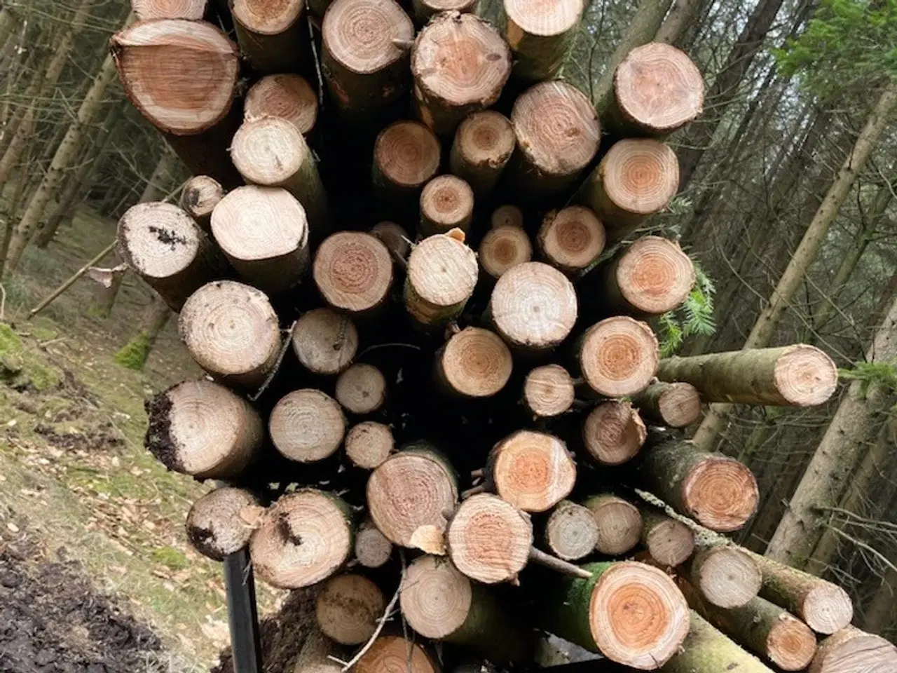 Billede 1 - Hegnspæl / Hegnspæle sælges (150 cm)