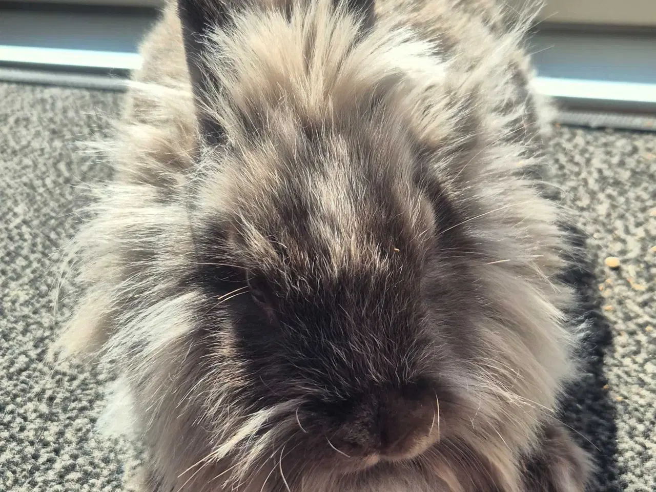 Billede 4 - kaniner til sælg med tilbehør.