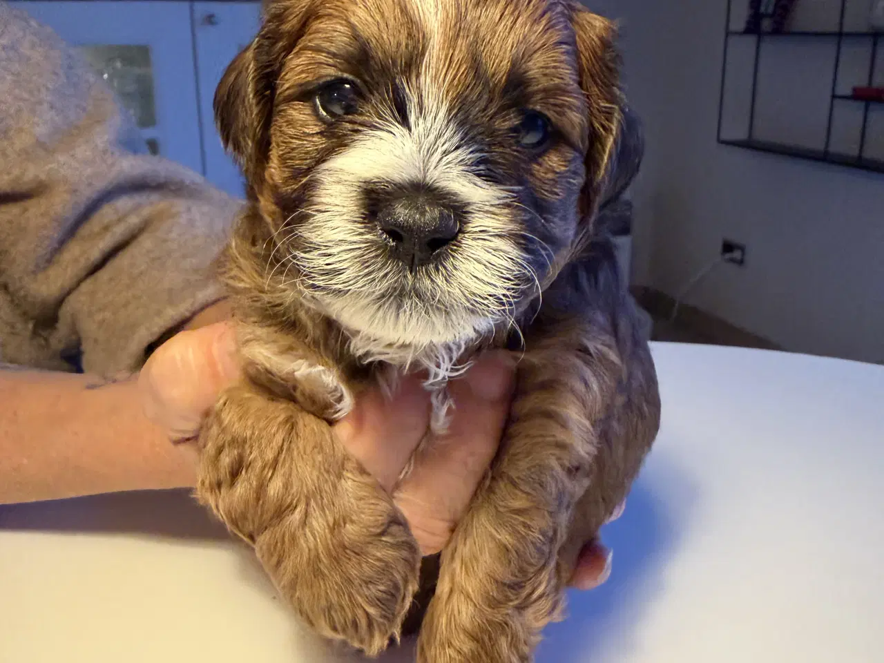 Billede 8 - Shitzu puddel blanding 