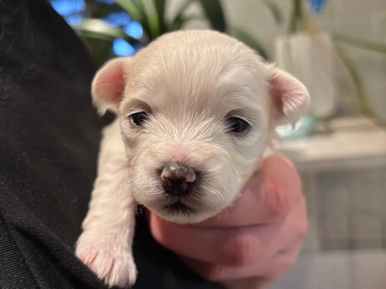 Billede 8 - Bichon Malteser hvalpe 💝🐩