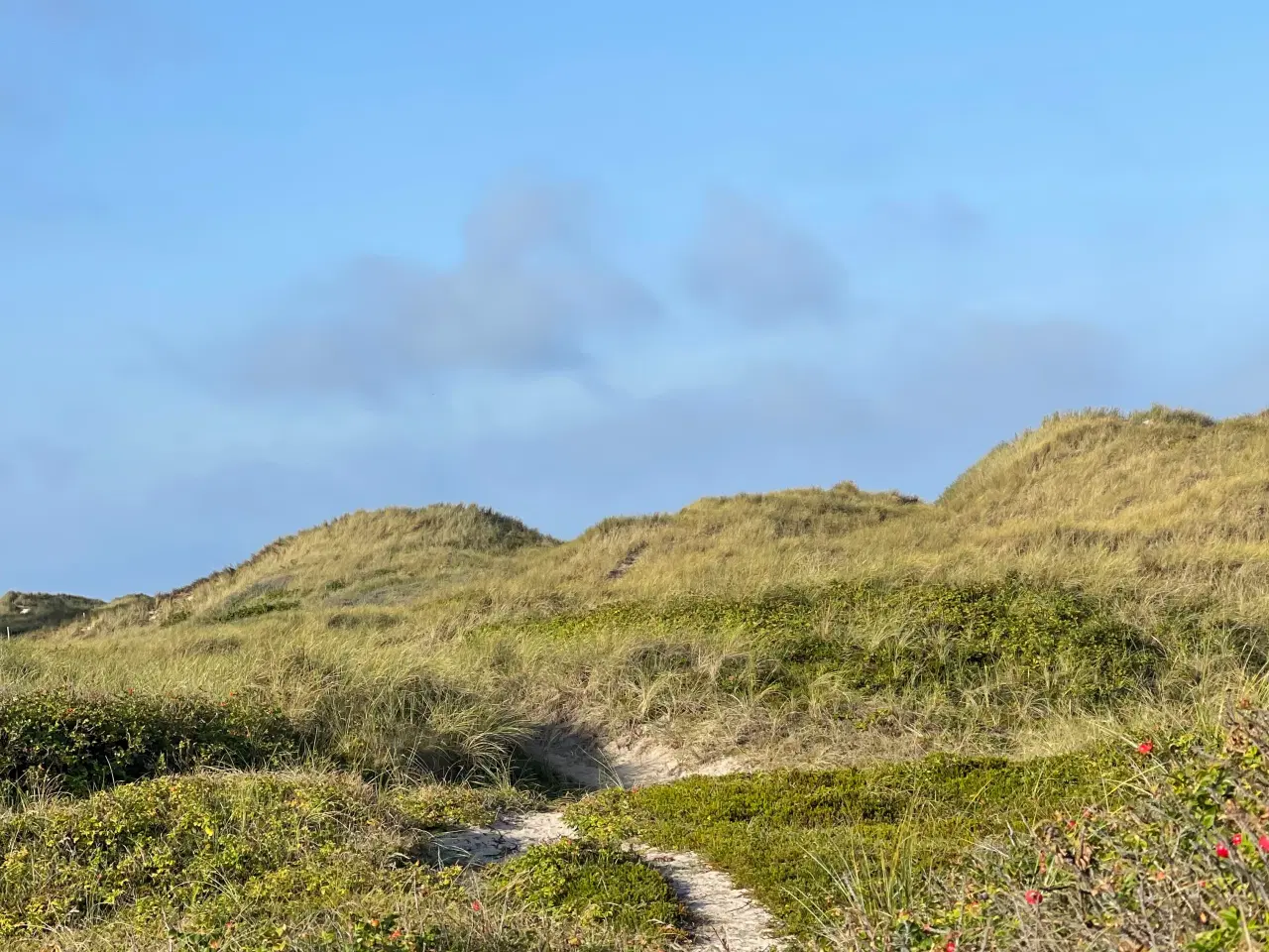 Billede 8 - Pomeranian bl.