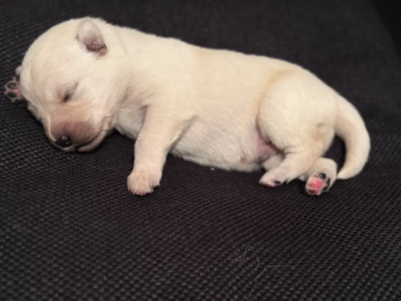 Billede 6 - Lækker hvide hvalpe 