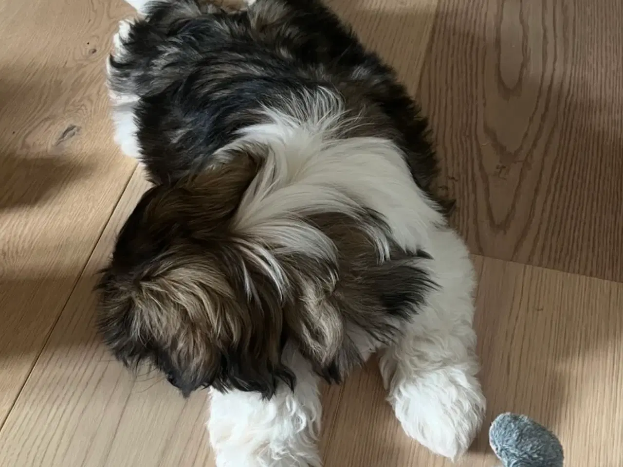 Billede 2 - 🐶 Skøn Shih Tzu hvalp søger kærligt hjem