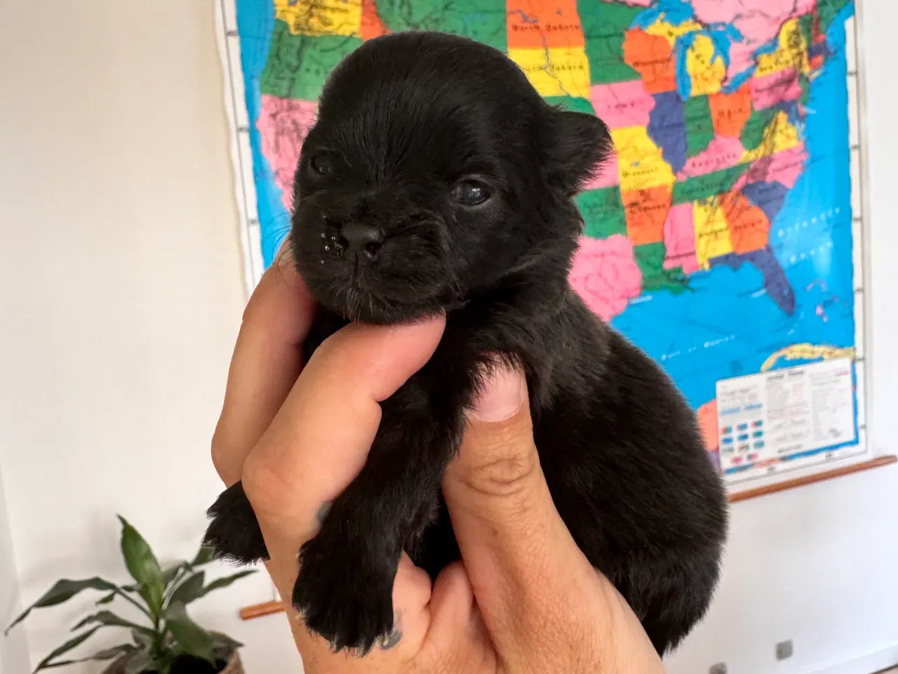 Billede 3 - Pomchi hvalpe 