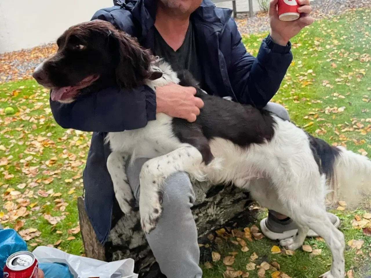 Billede 3 - Salg af Konrad - En fantastisk familiehund og jagt