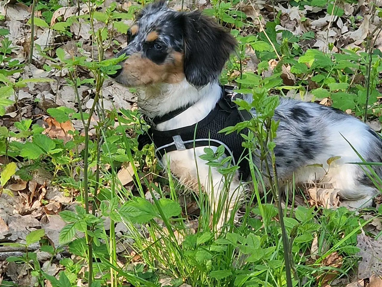 Billede 5 - Parring merle Gravhund han