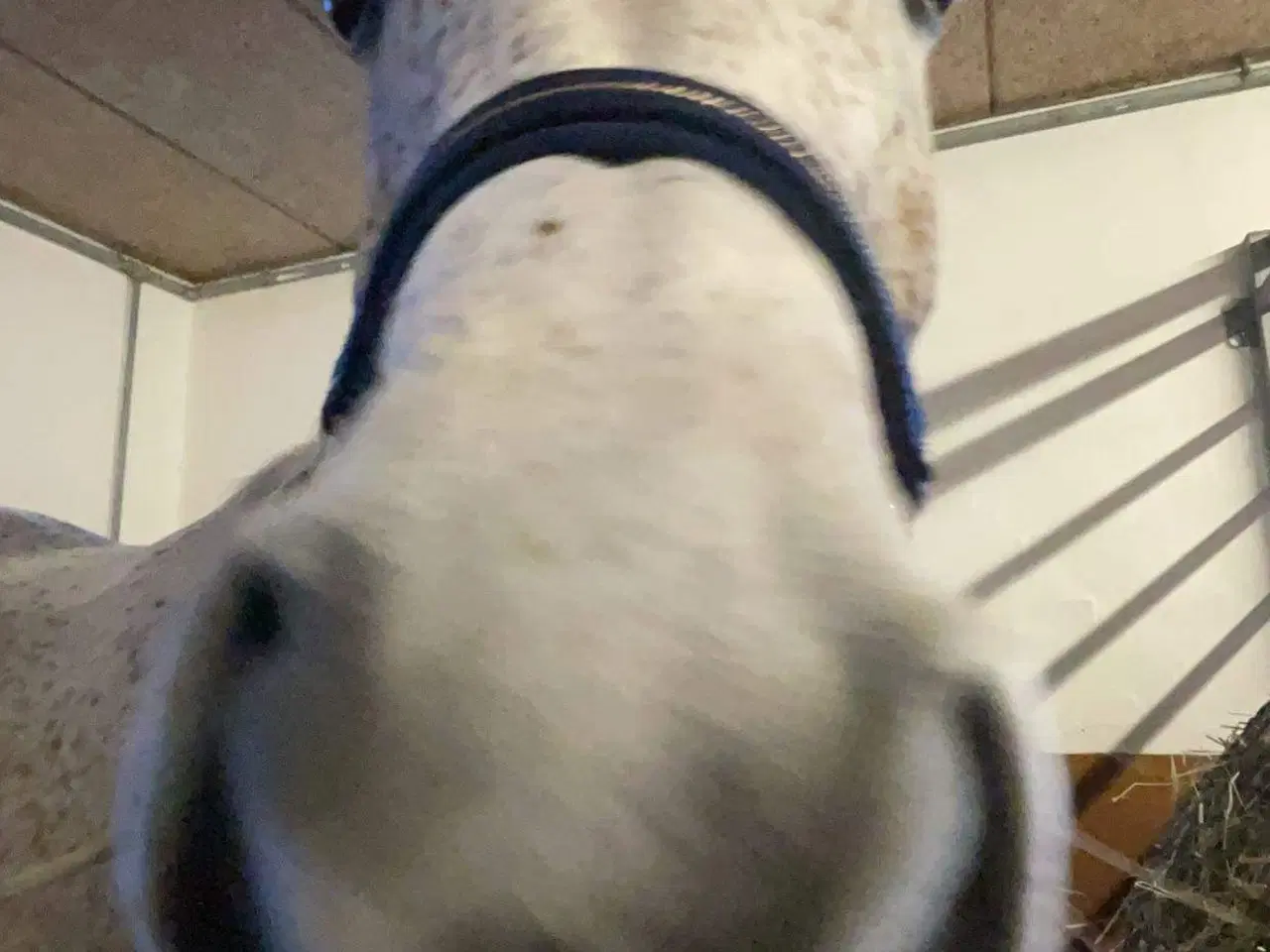 Billede 5 - Verdens bedste hest sælges