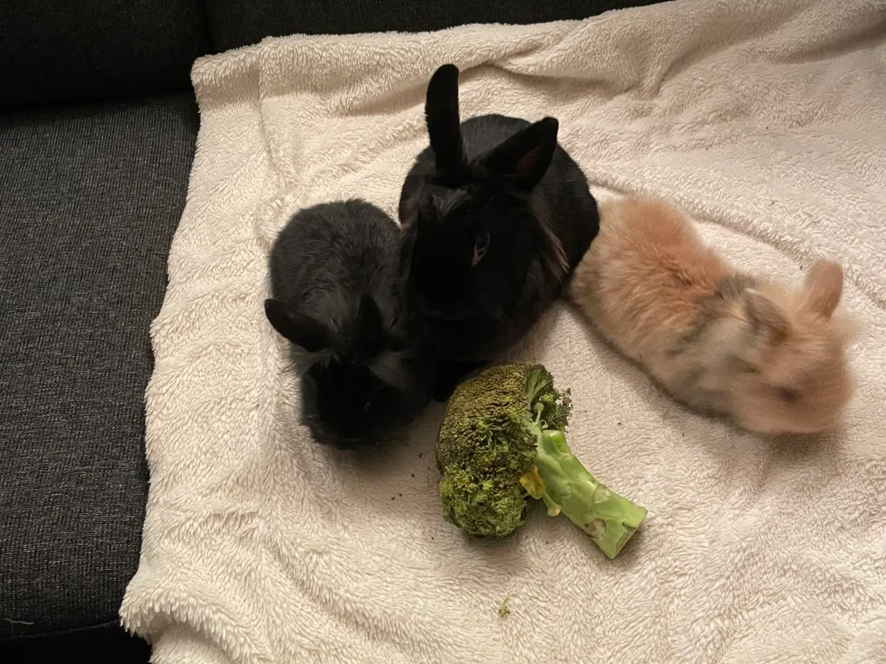 Billede 4 - Dværg Løvehovedet unger