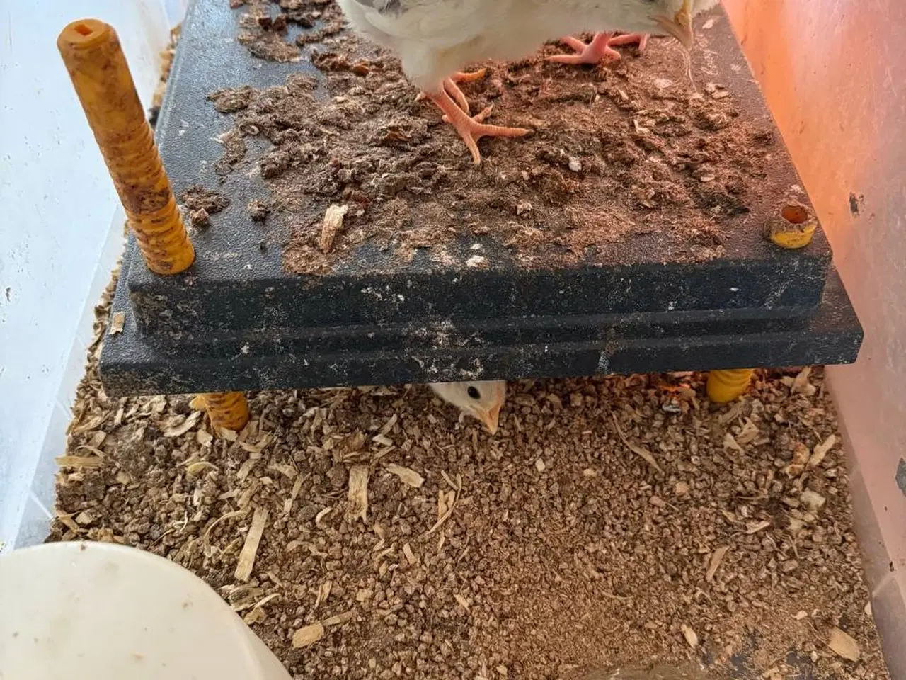 Billede 1 - Kyllinger ca. 1 måned gamle til salg Zone Varde.