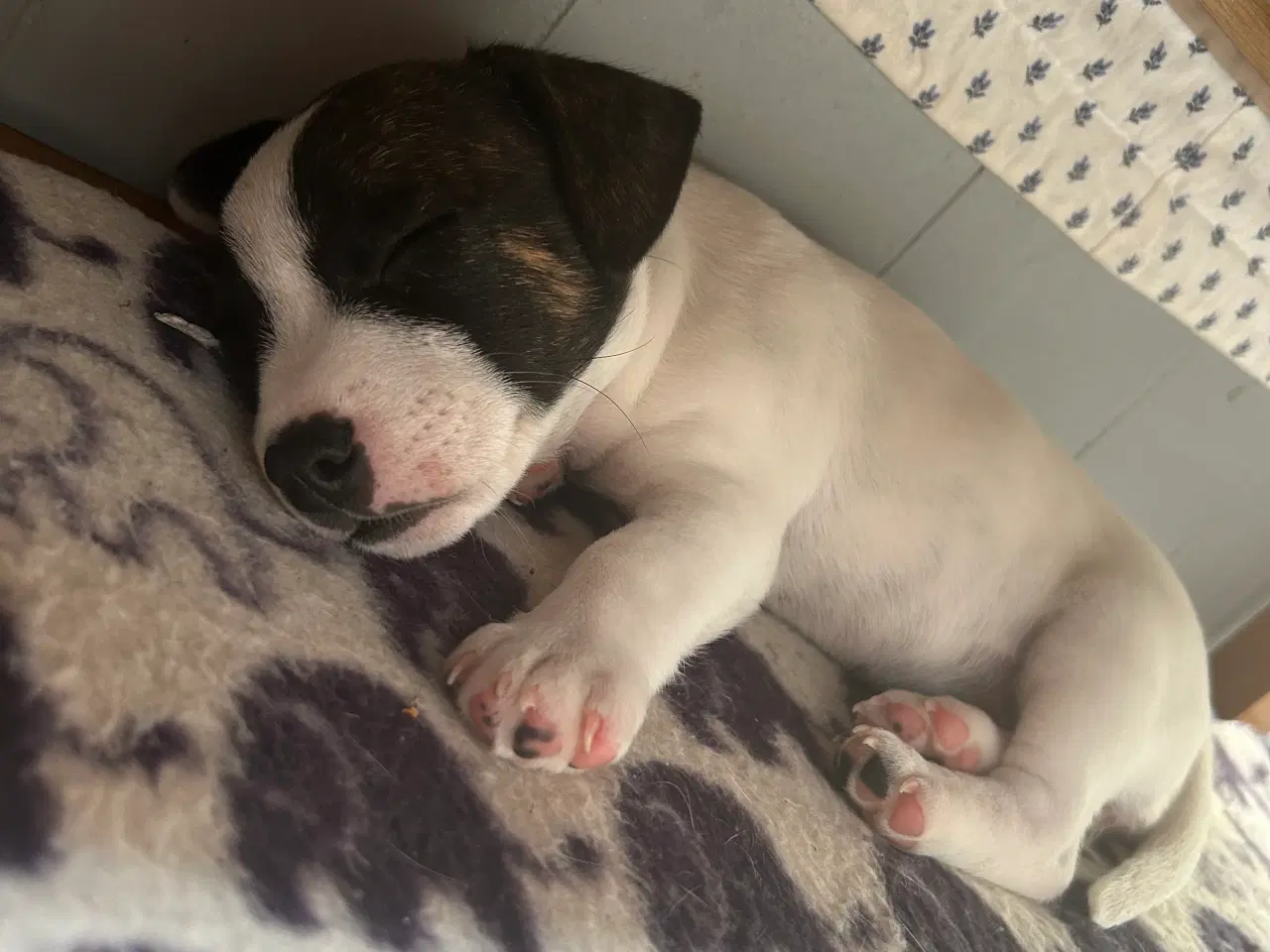 Billede 6 - Hund