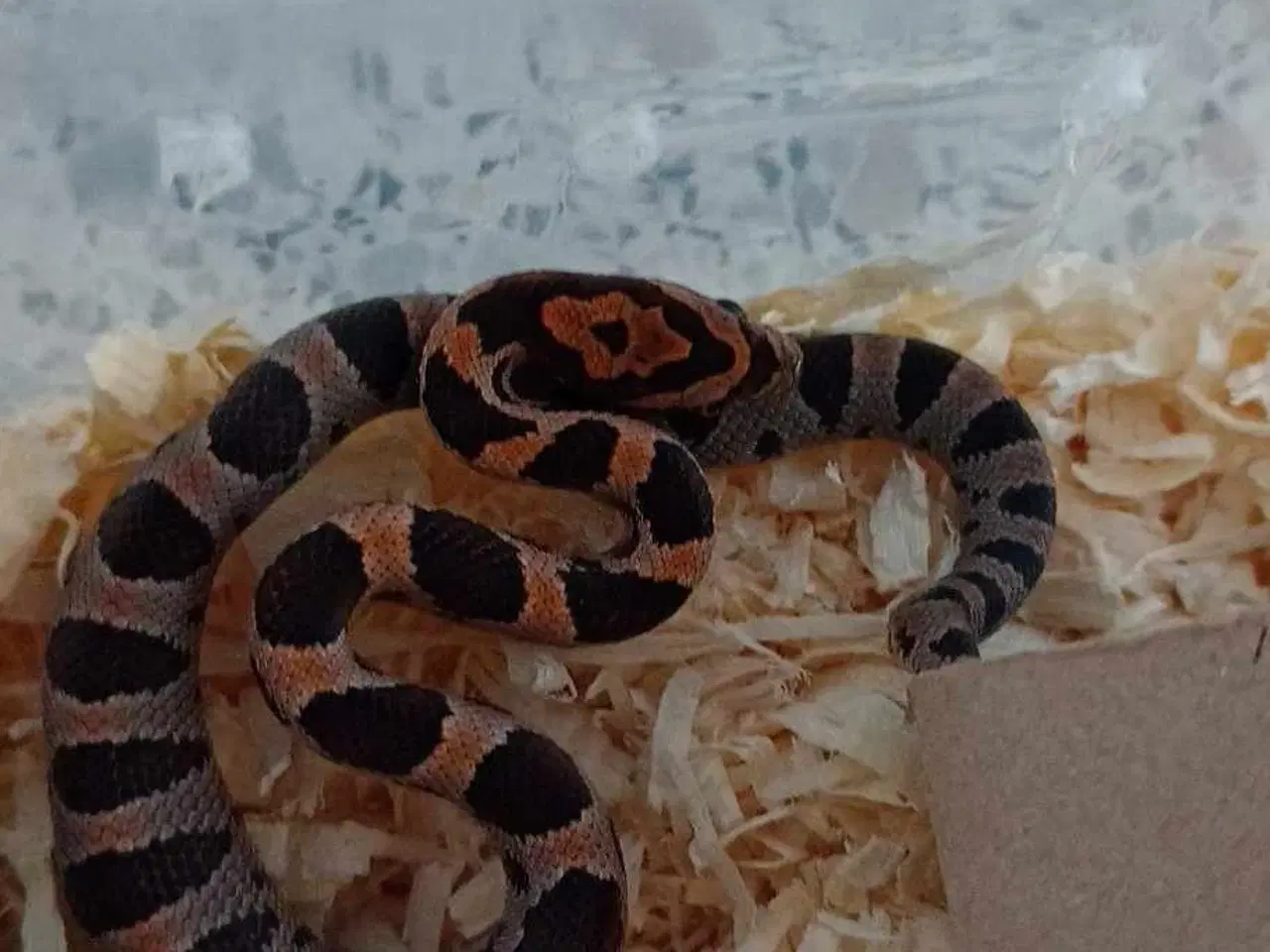 Billede 1 - Kornsnog