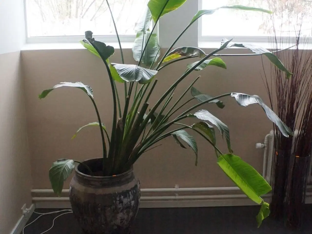 Billede 1 - Stueplante