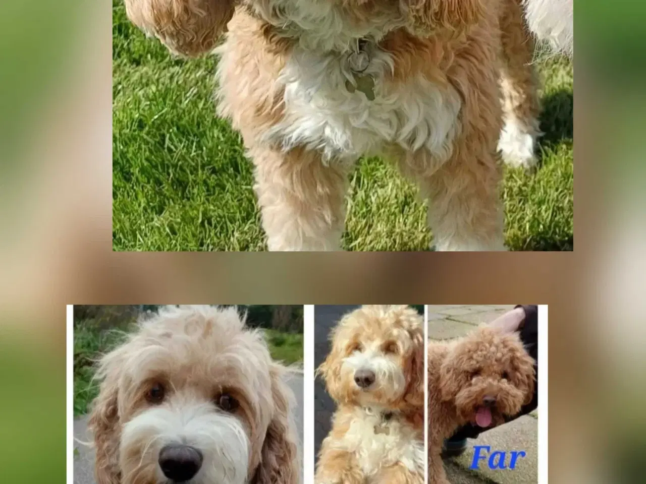 Billede 9 - Doodle hvalpe