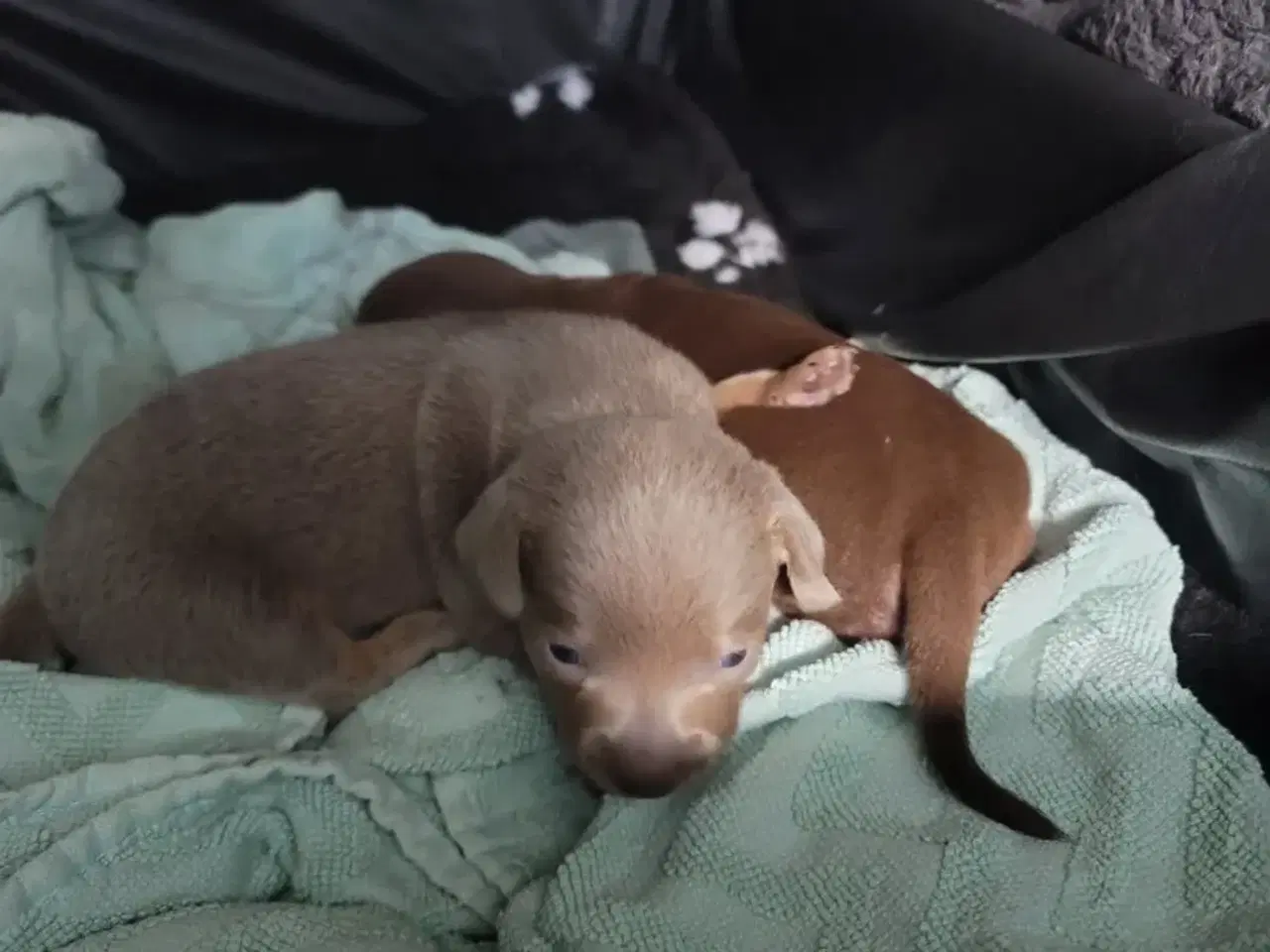 Billede 4 - Chiweenie hvalpe til salg – Chihuahua x gravehound