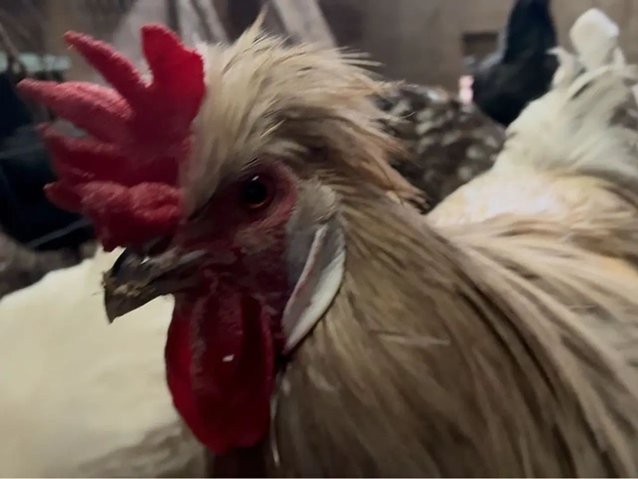 Billede 1 - Flot hvid beige hane med konge krone og gode befru