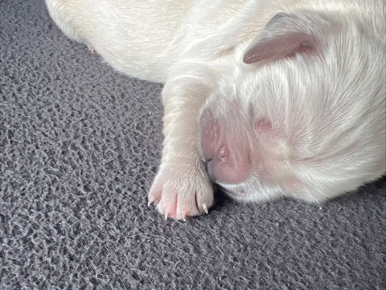 Billede 2 - Lækre ægte Golden retriever hvalpe 