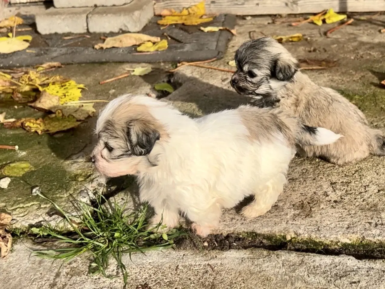 Billede 16 - Små allergivenlige og ikke fældende hundehvalpe