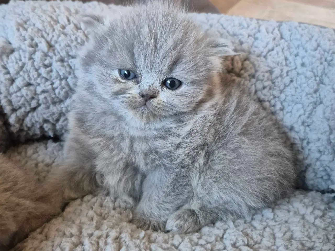 Billede 3 - 🐾 British Shorthair killinger 
