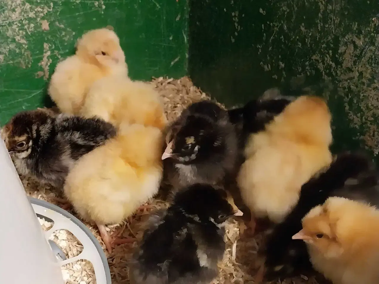 Billede 1 - Kyllinger søger nyt hjem 