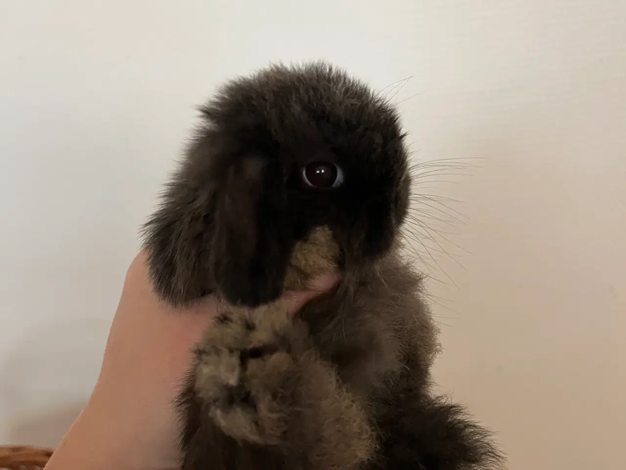 Billede 8 - 5 minilop unger på 8 uger