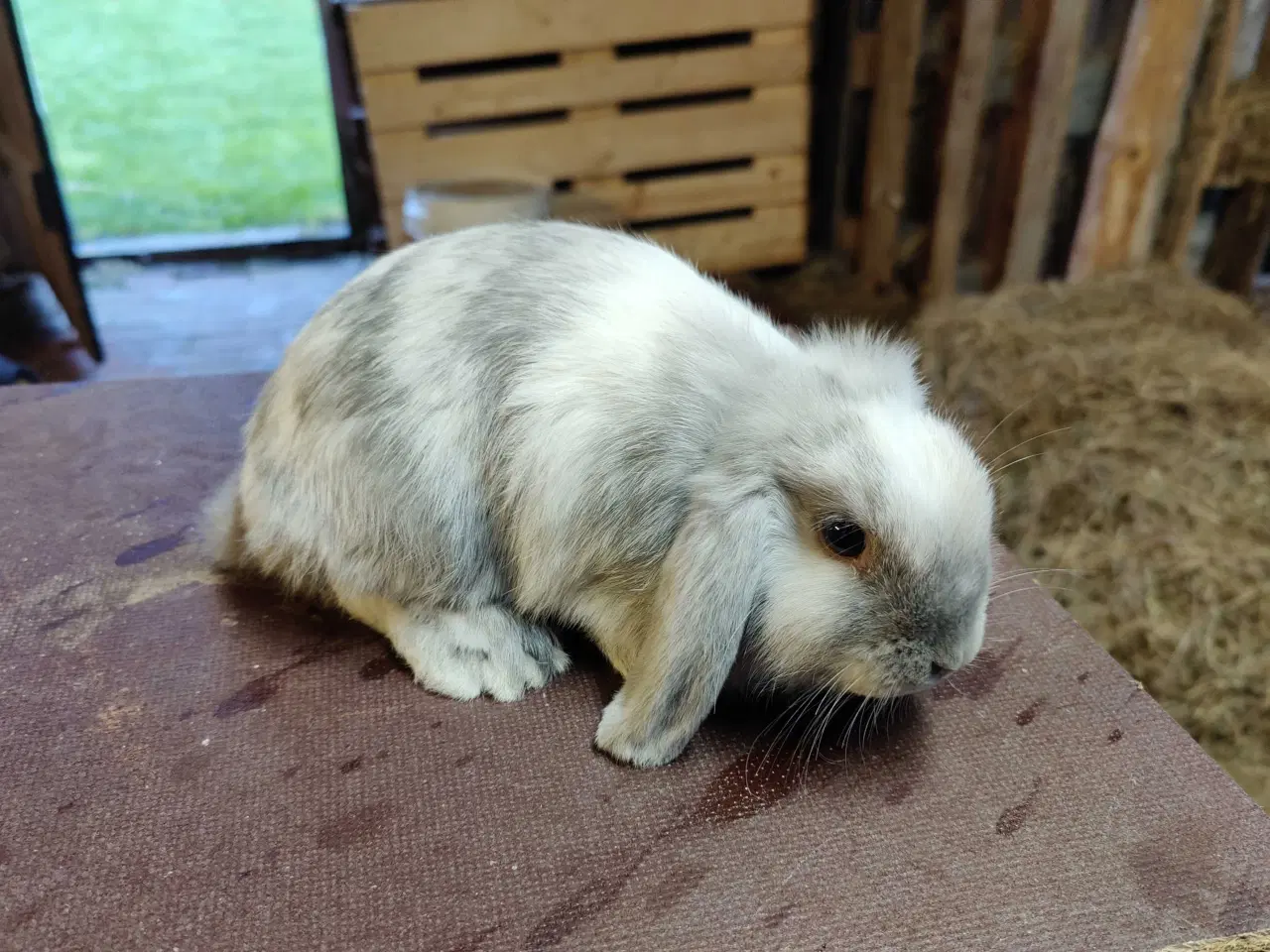 Billede 6 - Dværgvædder satin unger