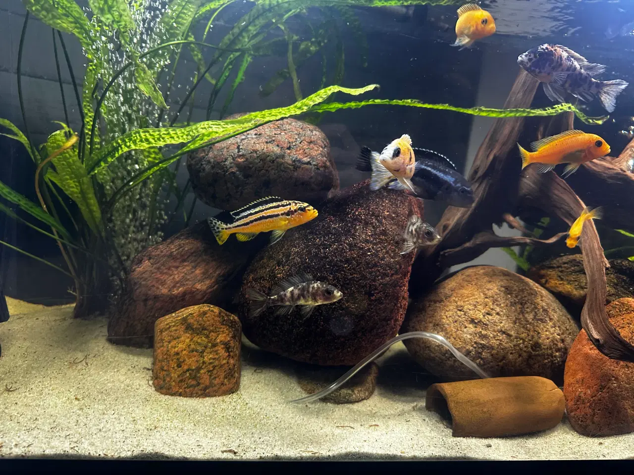 Billede 17 - Malawi og andet