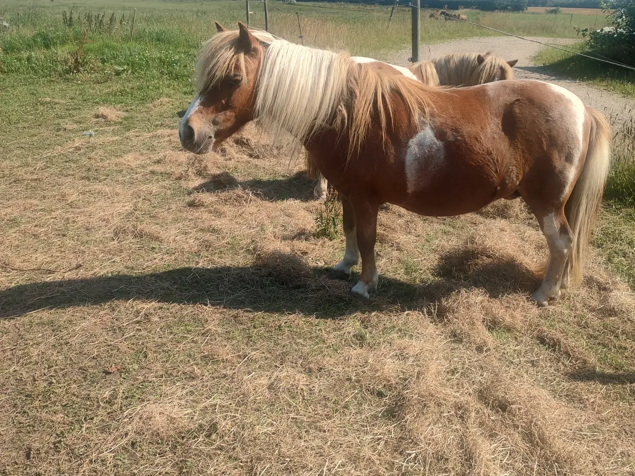 Billede 1 - Shetlænder 