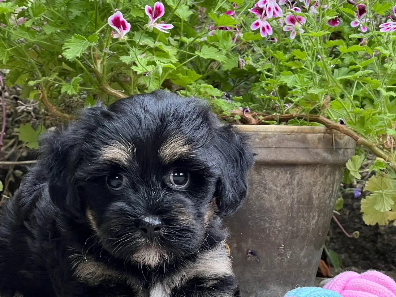 Billede 5 - 🌸Skønne Bichon Havanais 🌸