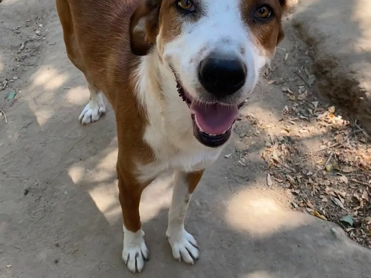 Billede 3 - Henry - med det smukke smil 💙