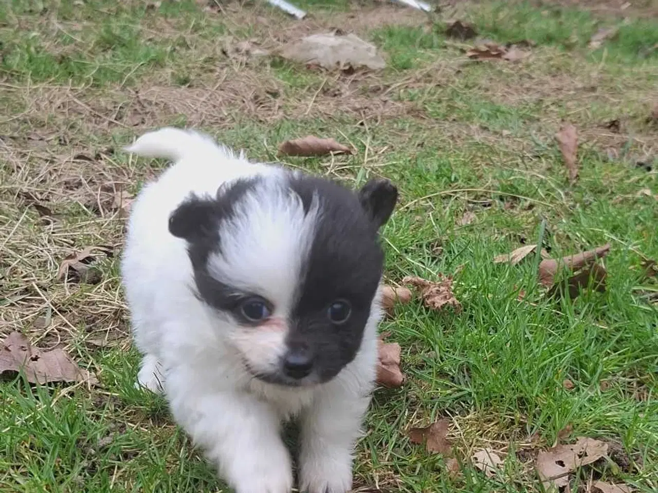 Billede 8 - Pomchi hvalpe