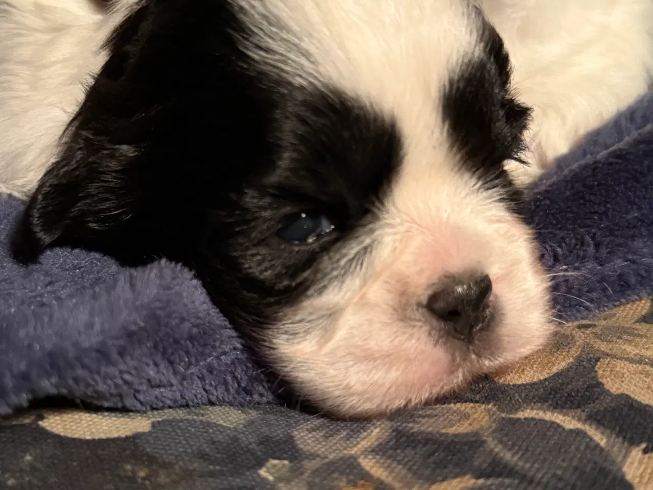 Billede 3 - Shih tzu hvalpe