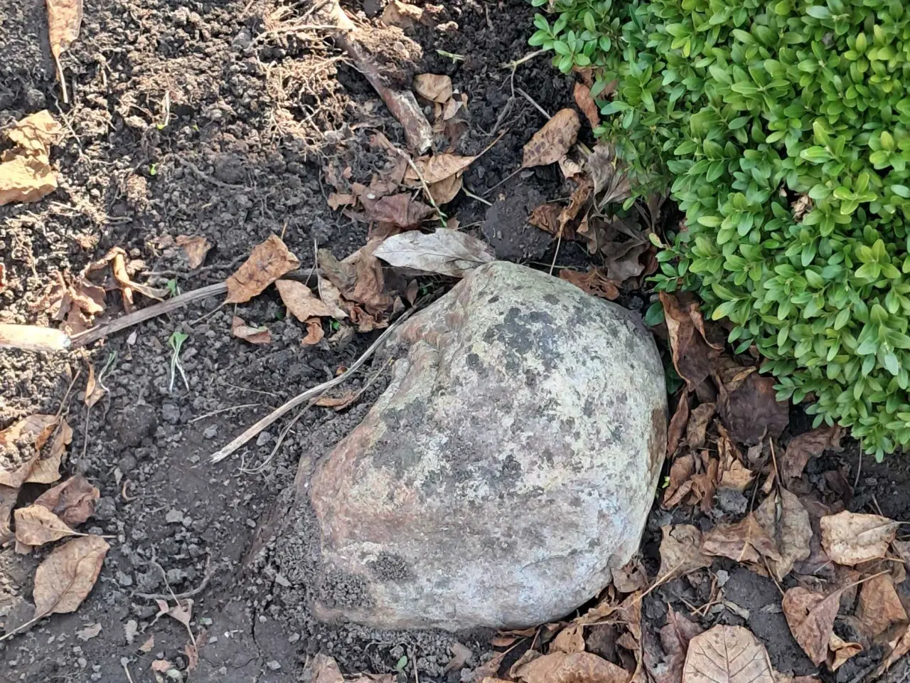 Billede 9 - Boksbom og gratis havesten