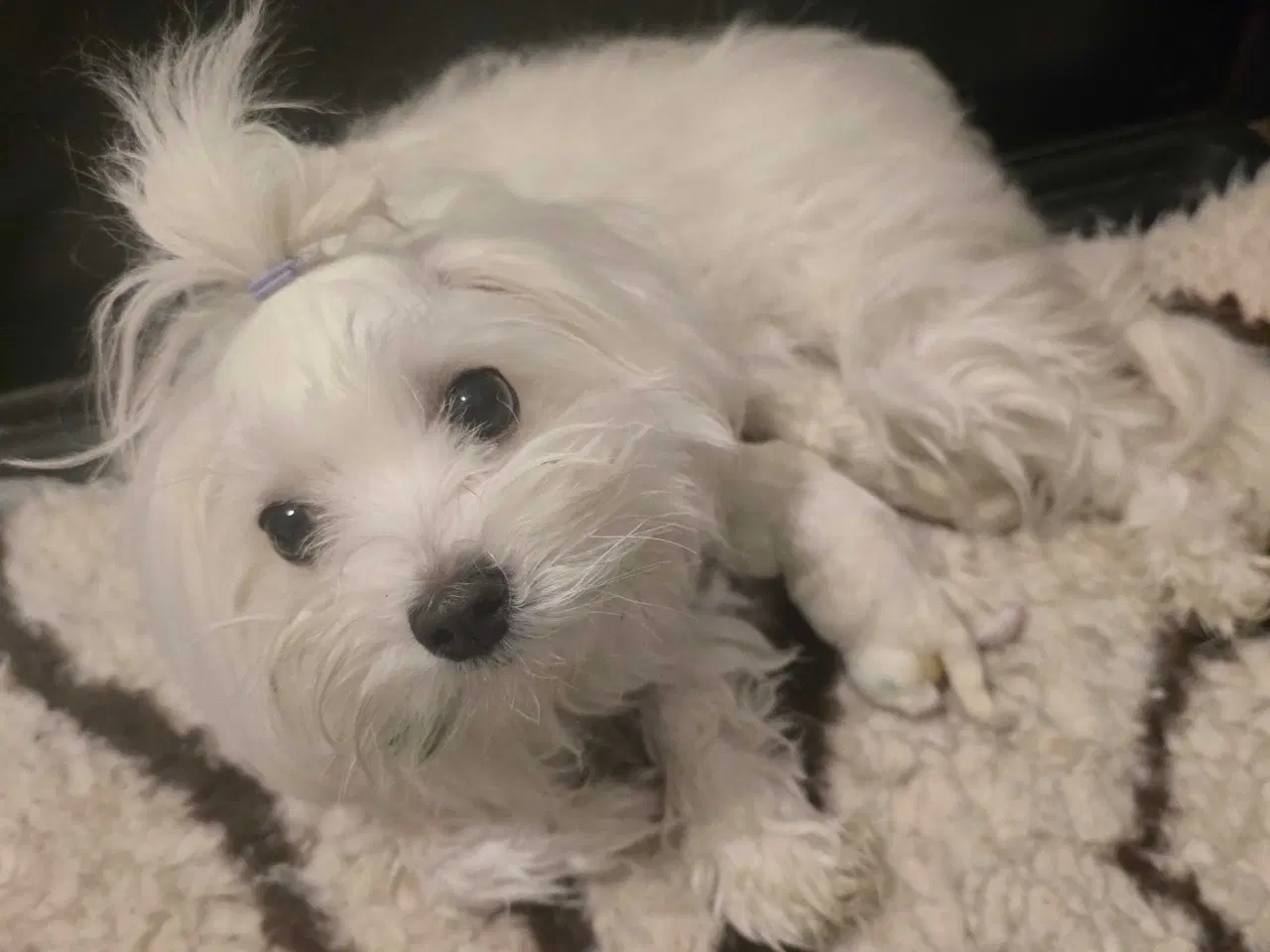 Billede 1 - Malteser hvalp