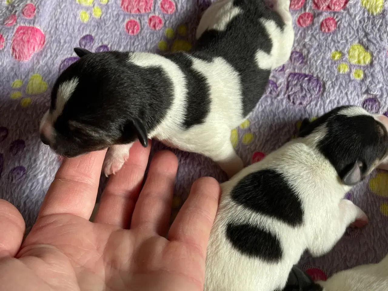 Billede 7 - Dansksvensk gårdhunde hvalpe 