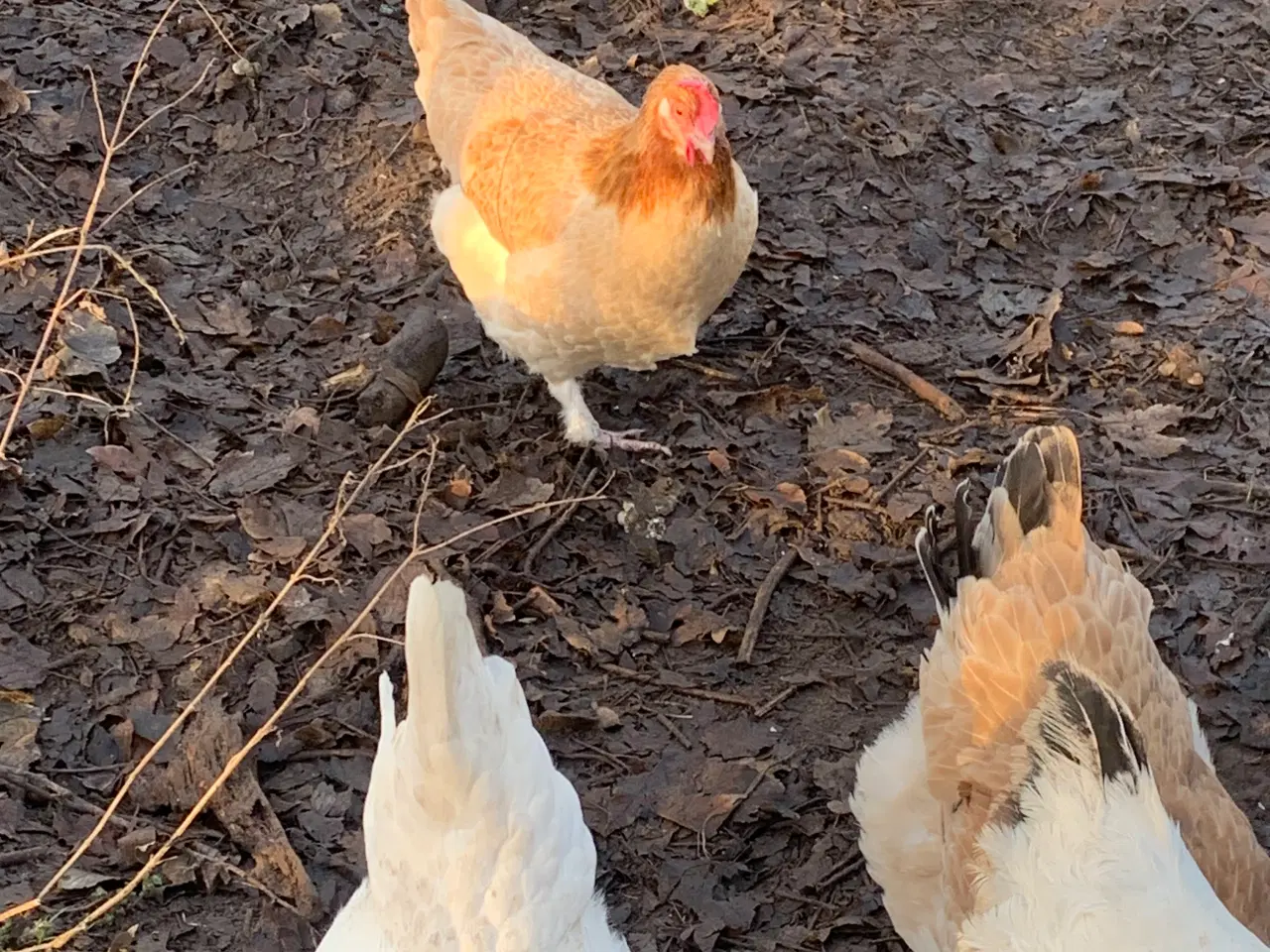 Billede 4 - Maran hane