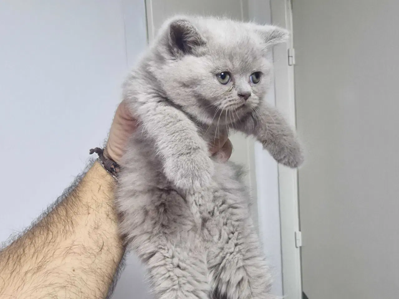 Billede 4 - British shorthair killinger