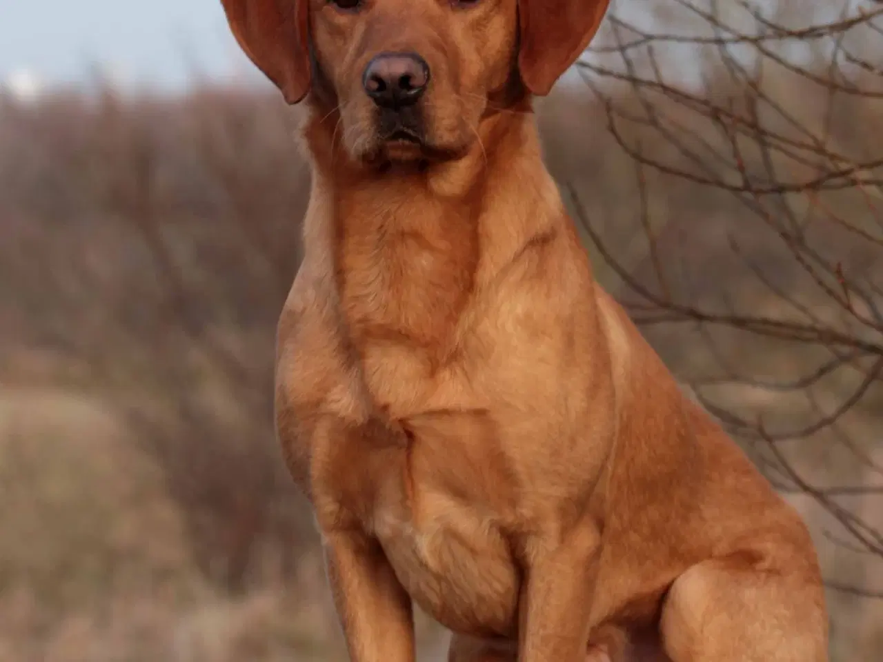 Billede 6 - Labrador Retriever