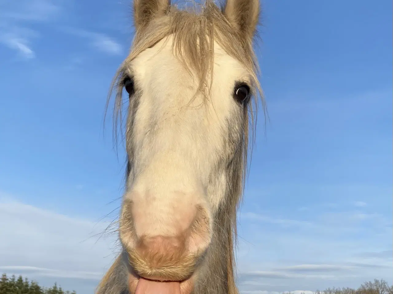 Billede 1 - Skøn dreng søger det rigtige hjem