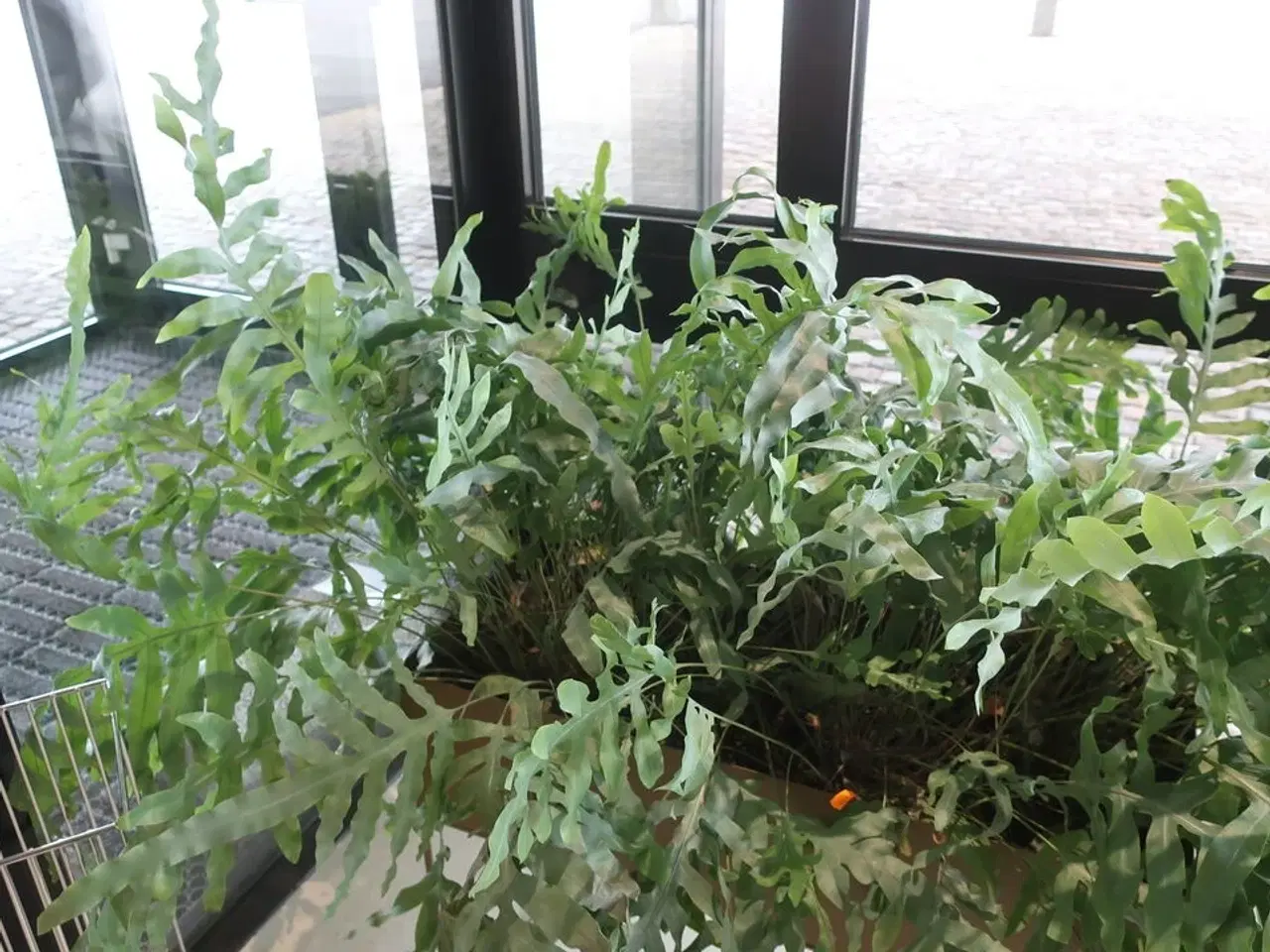 Billede 3 - Plantekasse