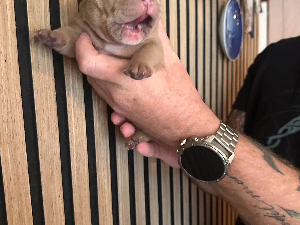 Billede 11 - English bulldog